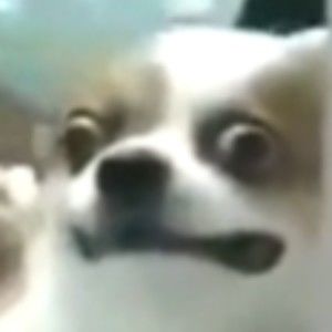 Meet your Posher, Bonnye